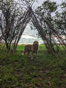 Dog Walk at Wold Escapes