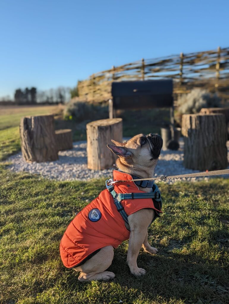 Marcel Dog at Wold Escapes